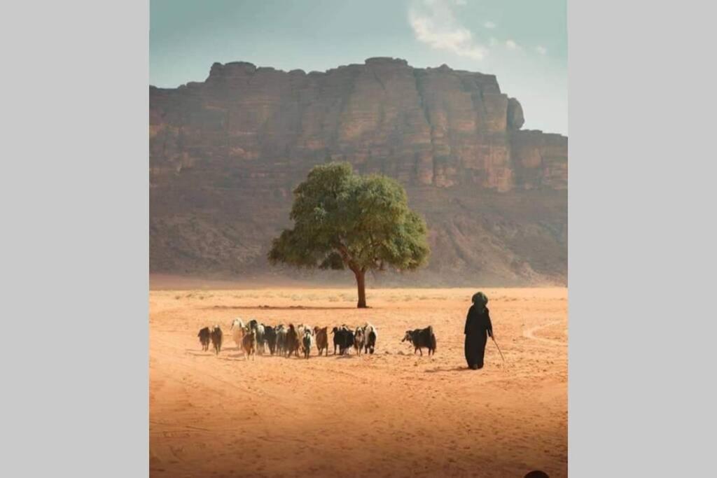 Bedouin Nature Travels Wadi Musa Exteriér fotografie